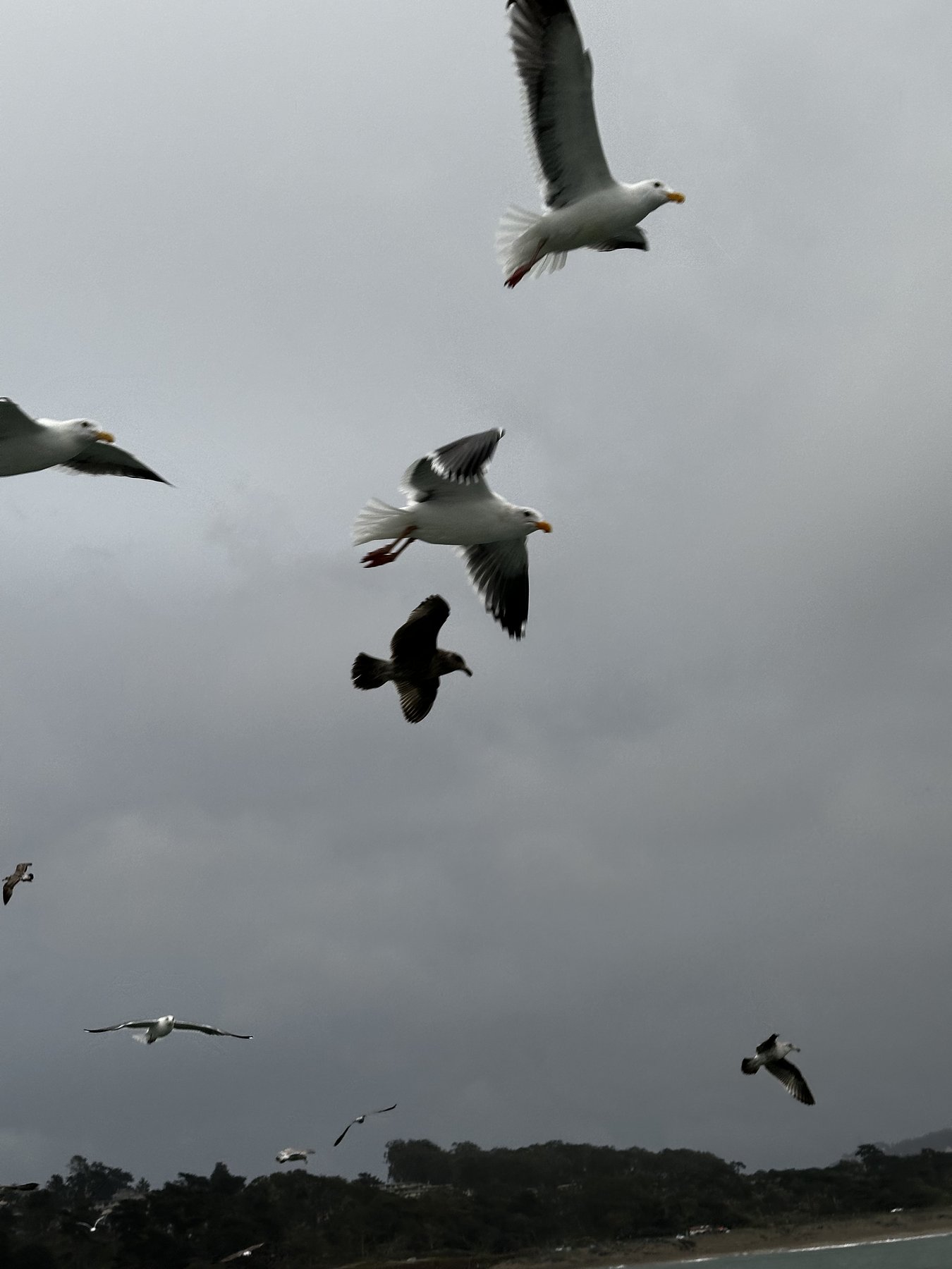 gull close against a moody grey sky