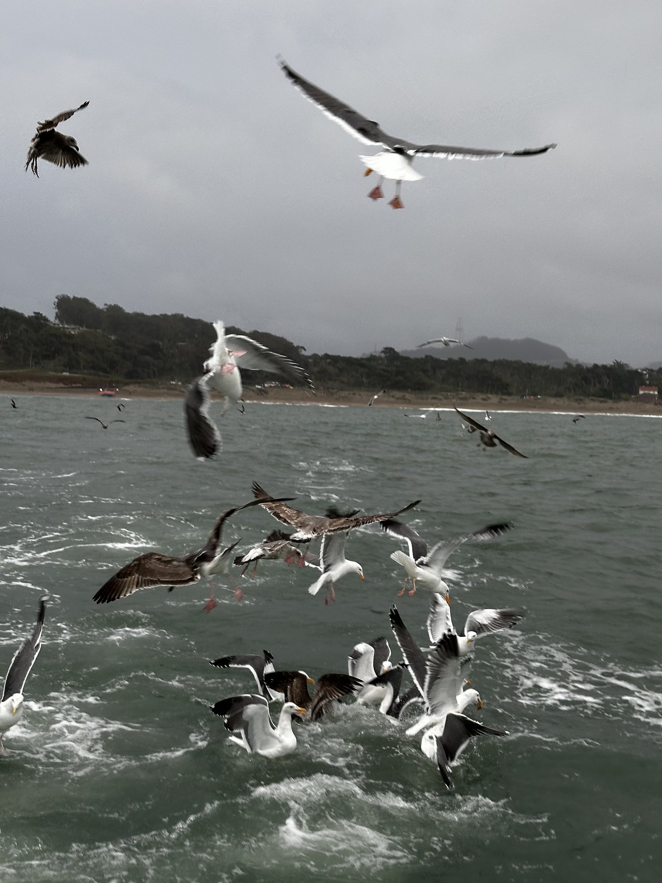 a flock of gulls diving into a boat's wake