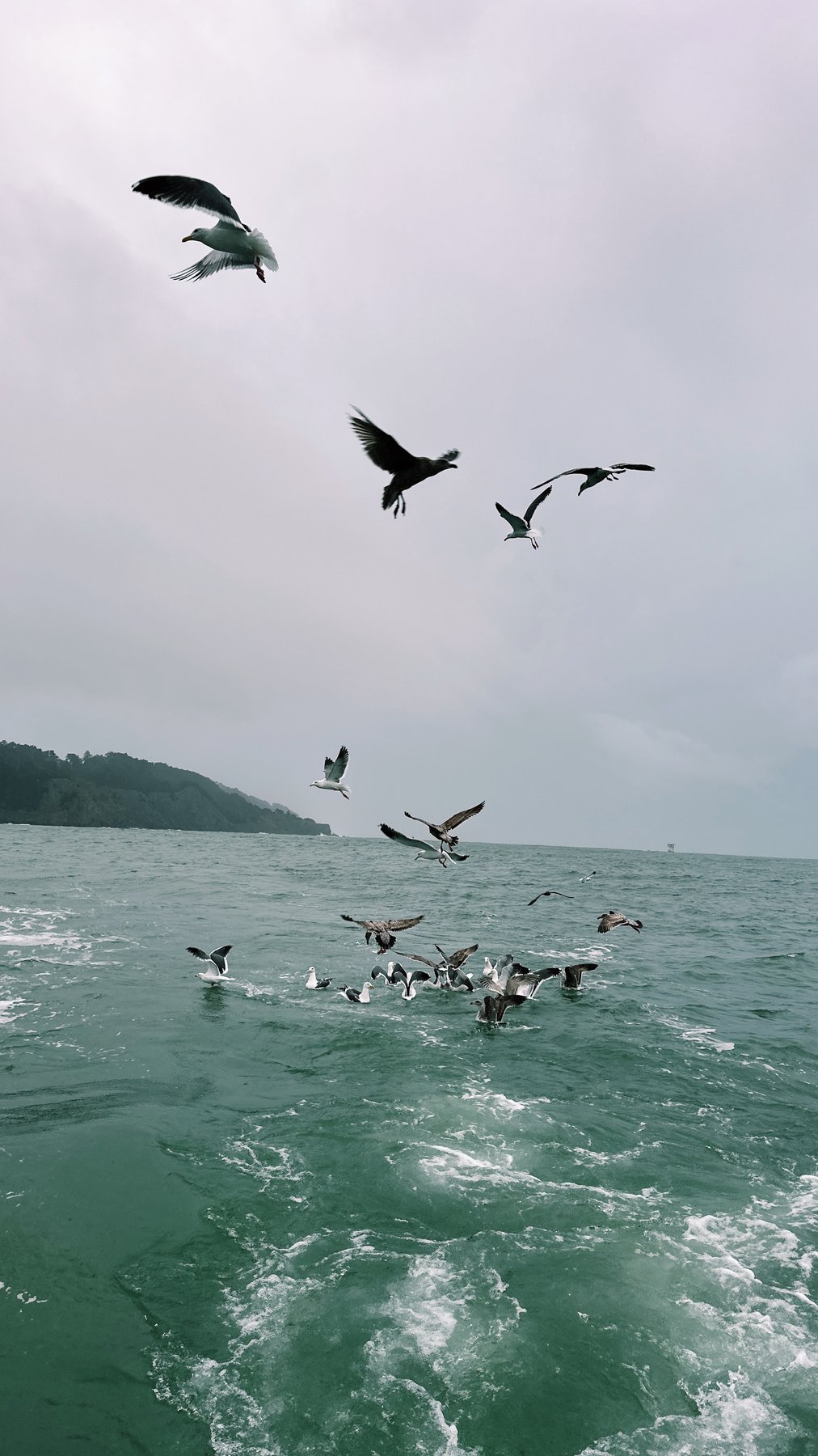 gulls in flight over green water, coastline beyond