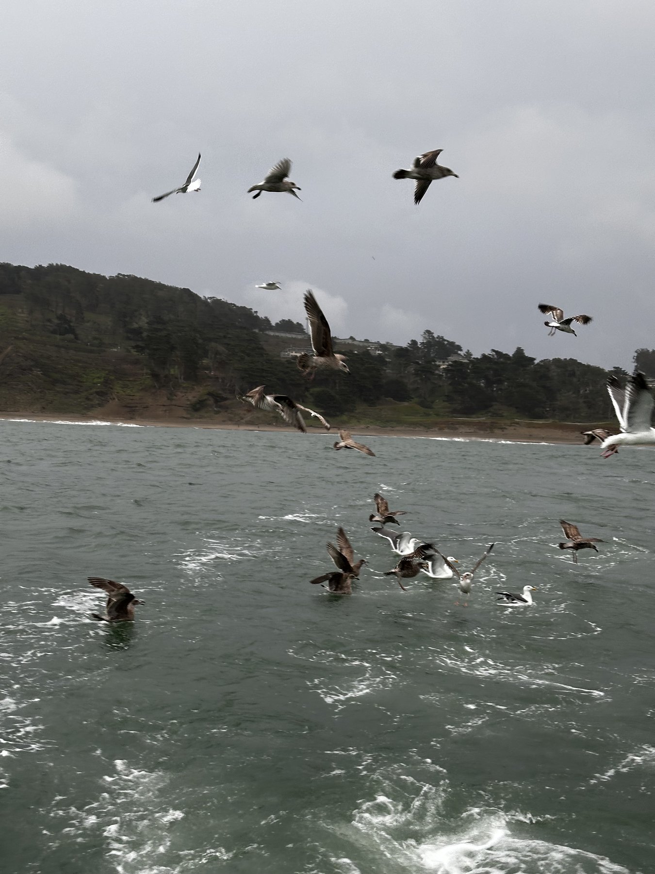 gulls diving into churned water off the coast