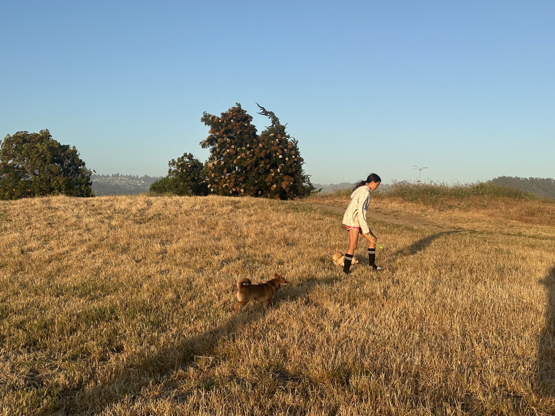 a figure walking through golden grass at dusk