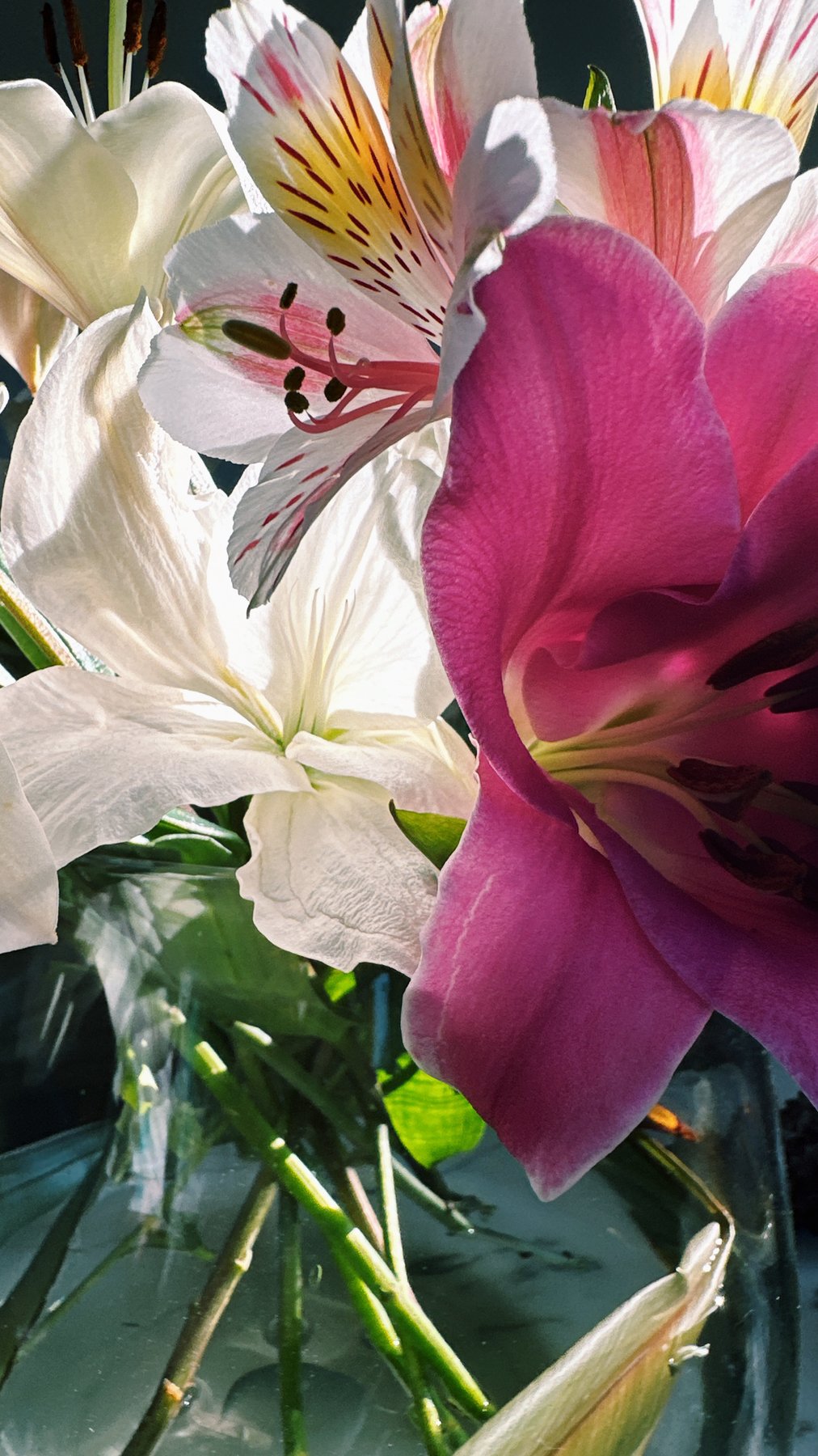 close-up of pink alstroemeria petals