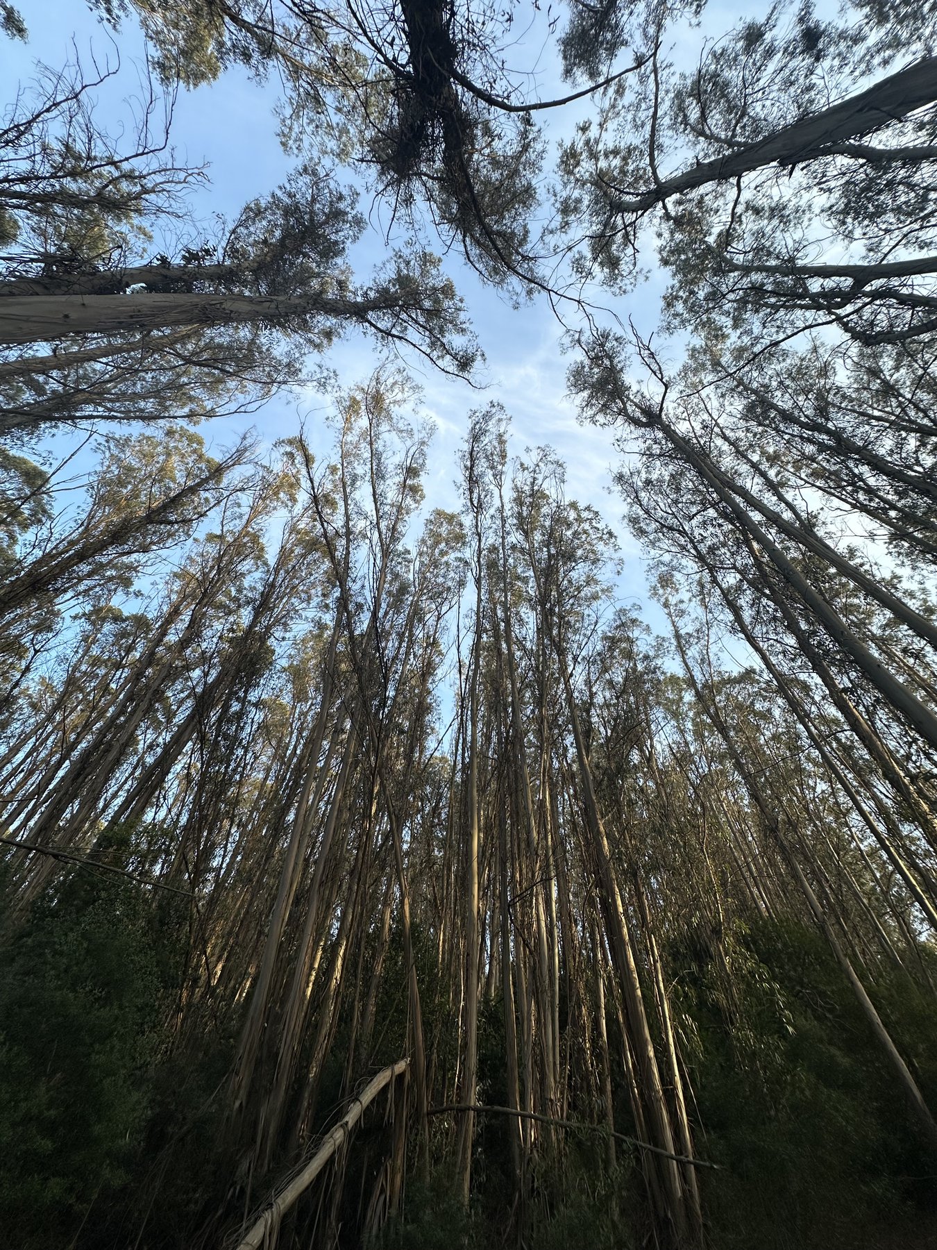 looking straight up through a redwood canopy