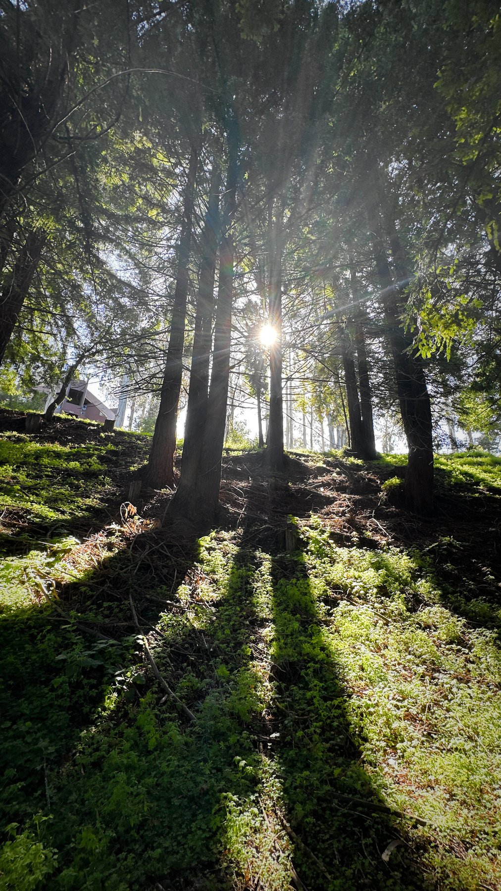 sunbeams breaking through the trees