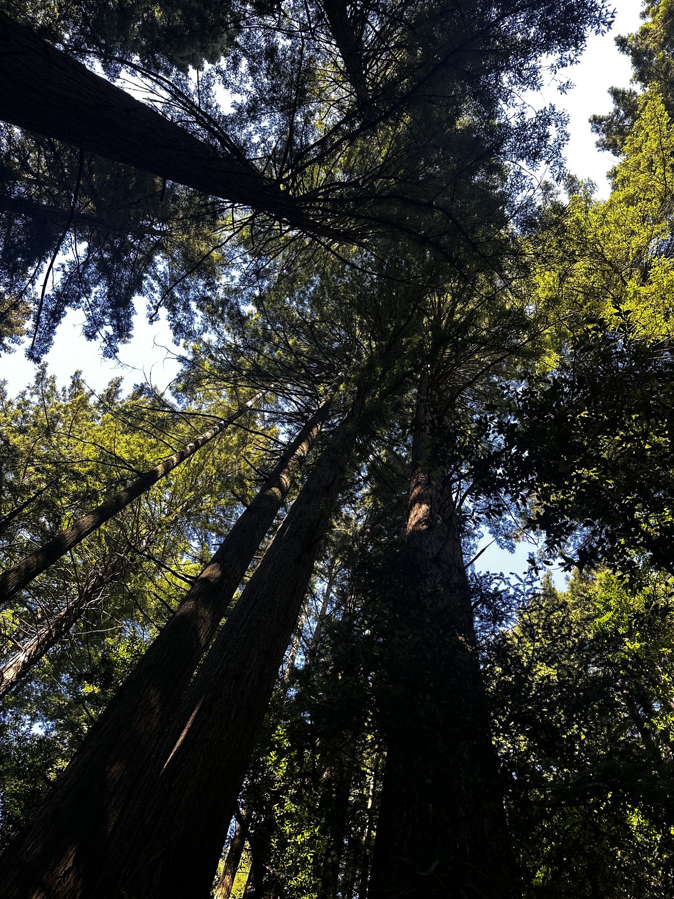 tall trees converging overhead