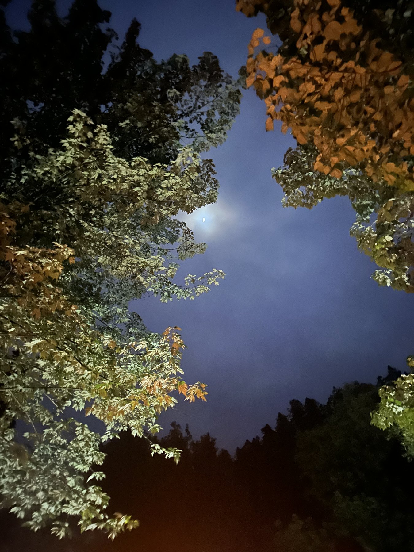 autumn leaves against a bright sky, reflected light